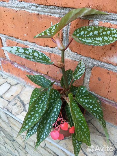 Цветы комнатные