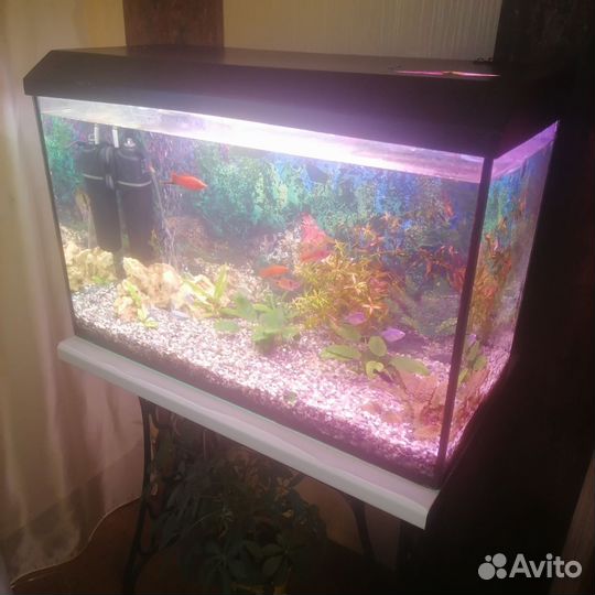 Аквариум с рыбками