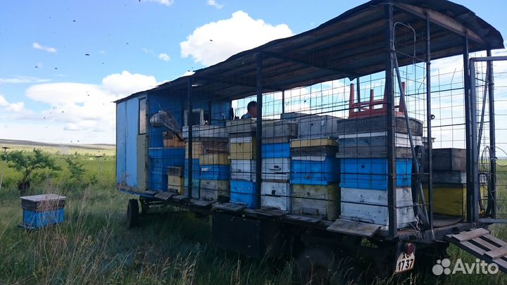 Мёд гречишный 2023