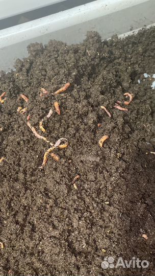 Черви дендробена