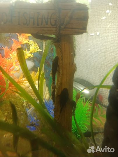 Аквариумные рыбки сомики анциструсы