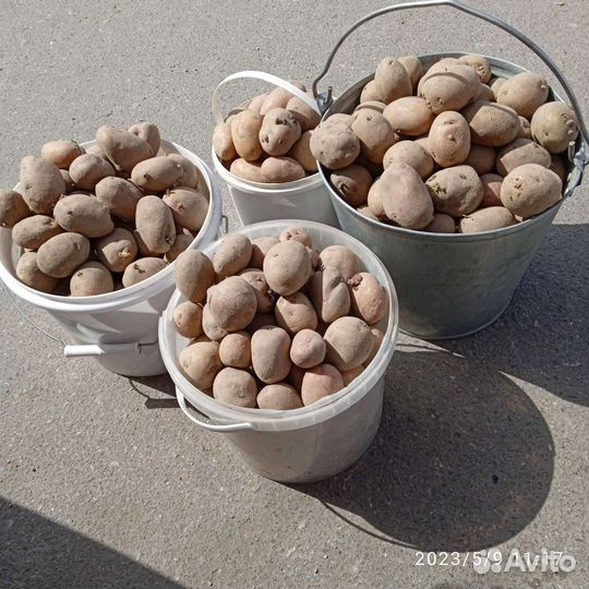 Семенной картофель