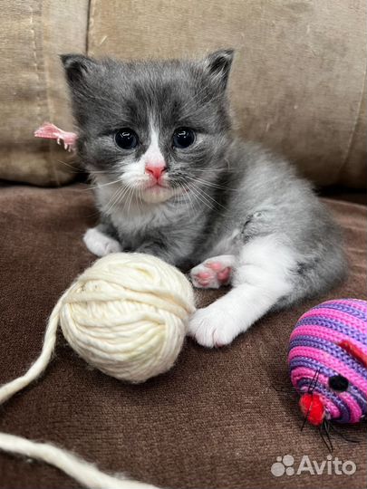 Отдаю в добрые, любящие руки котенка, девочку
