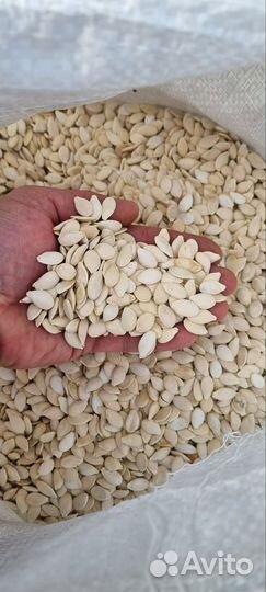 Семечки тыквы