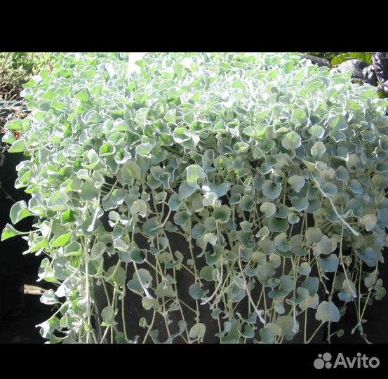 Дихондра серебристая