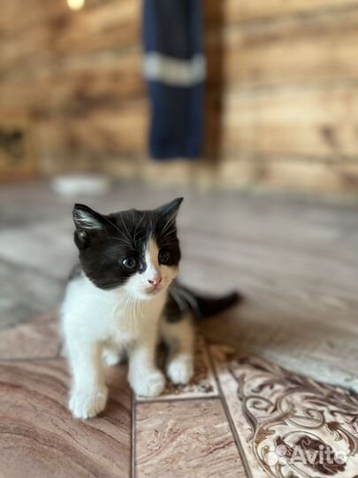 Котенок