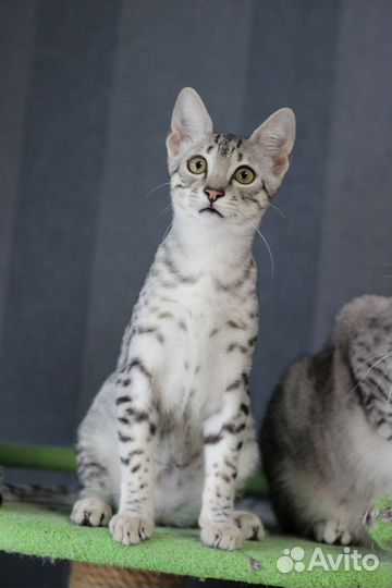Египетская Мау котята