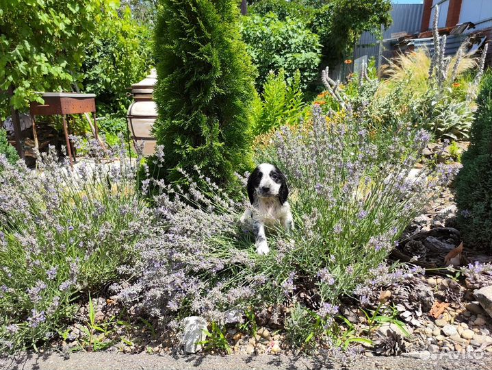 Русский спаниель