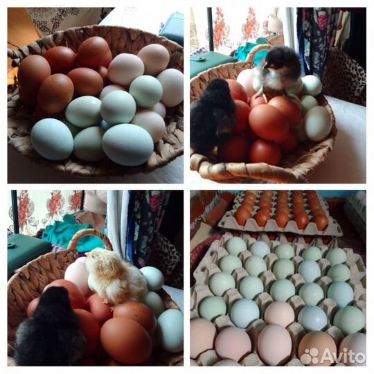 Куры,цыплята