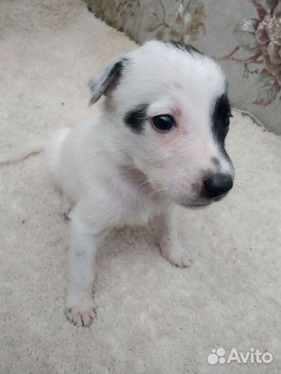 Собака в добры