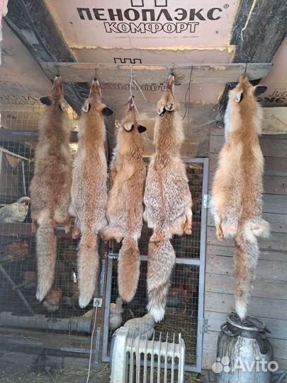 Шкуры лисы