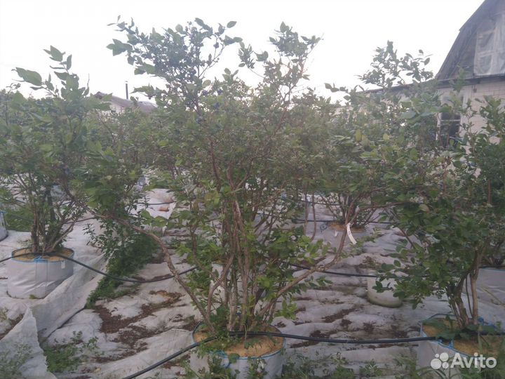 Голубика крупномеры 