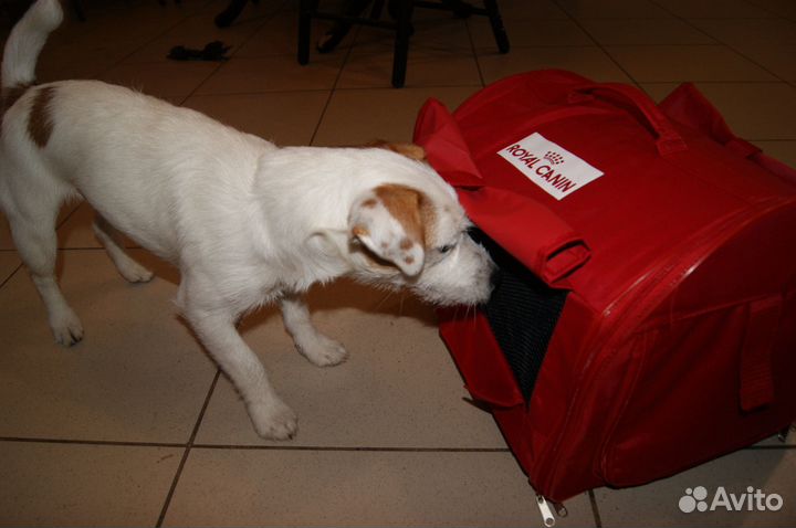 Сумка переноска для собак Royal canin