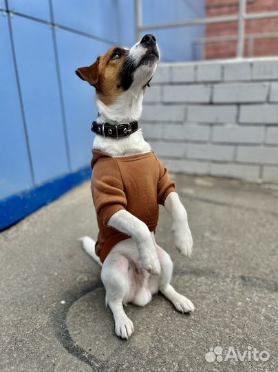 Ошейник для собак из натуральной кожи