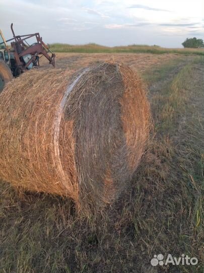 Продам сено в рулонах
