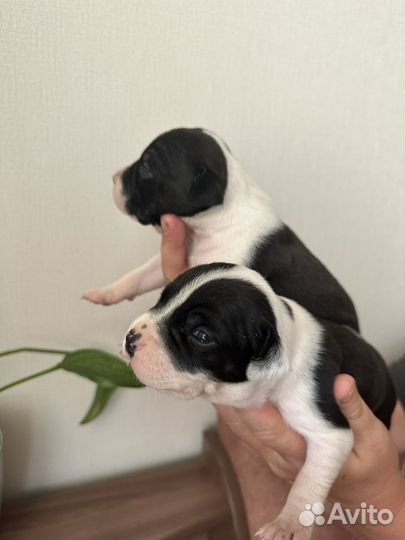 Щенки амстаффа