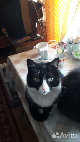 Кошки в добрые руки