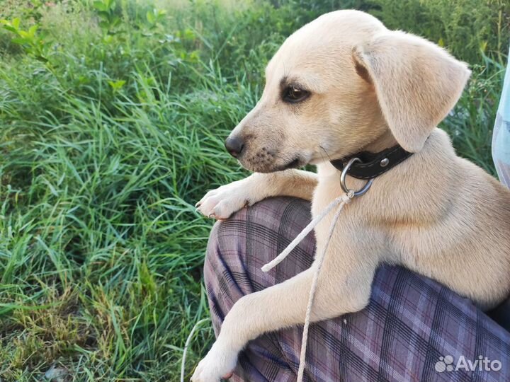 Маленький щенок-мальчик ищет любящую семью