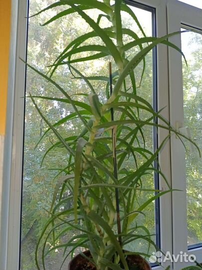 Алоэ лечебный