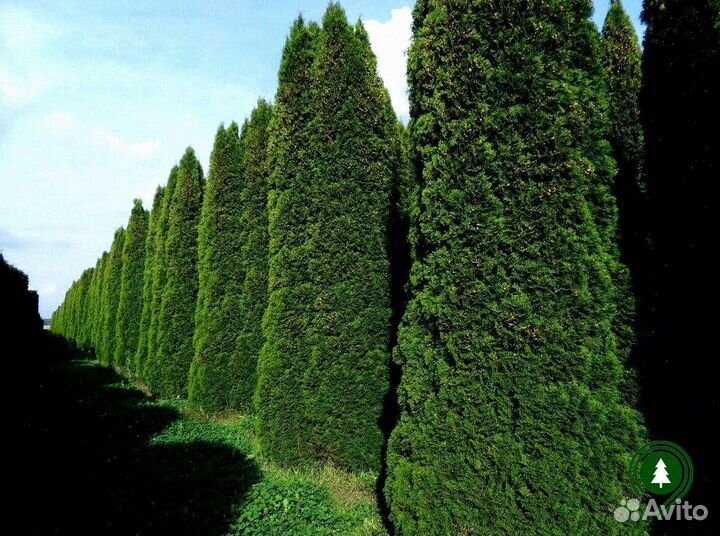 Туя артикул L-2555