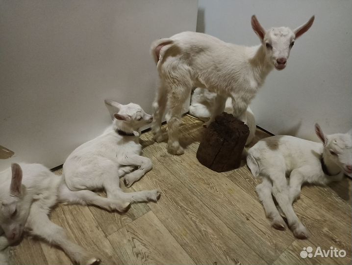 Продам дойную зааненскую козу