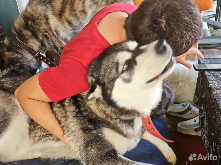 Маламут девочка