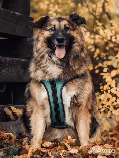 Собака бесплатно в добрые руки