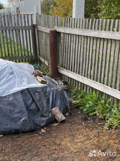 Отдам в добрые руки