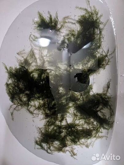 Растения, герметик, фильтр, корм