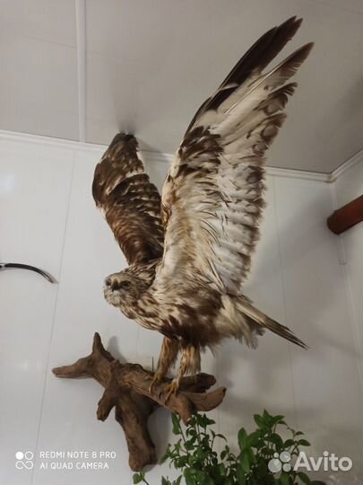 Чучело Сокола