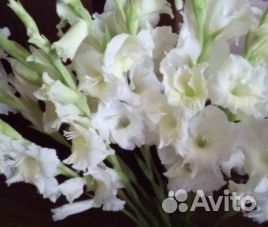 Гладиолусы луковицы