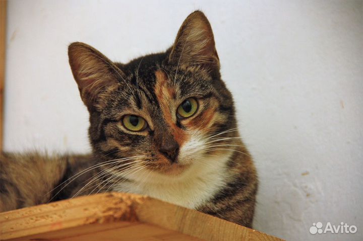 Кошечка Варя