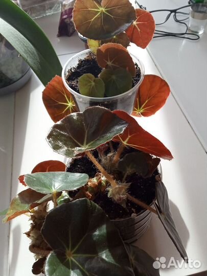 Комнатные цветы