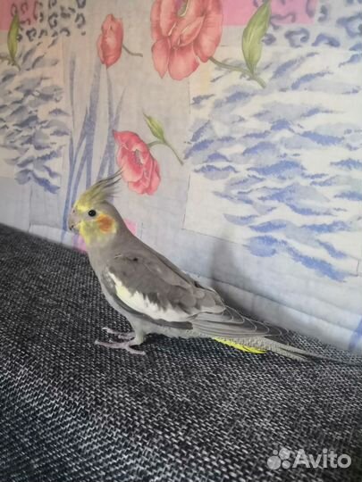 Попугай выкормыш Корелла