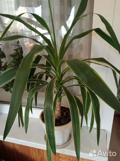 Комнатные цветы