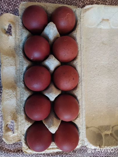 Инкубационное яйцо Маран и Ухейилюй