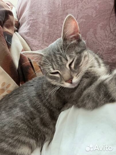 Кошка, спокойная