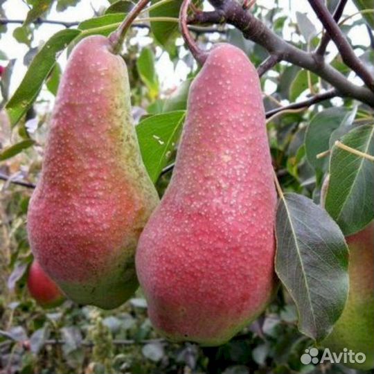 Саженцы груши Осенняя Яковлева