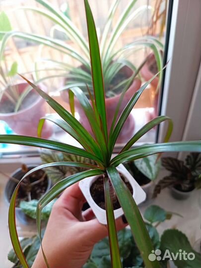 Комнатные цветы