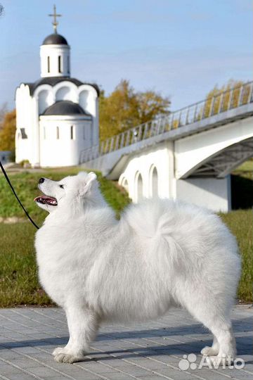 Щеночки самоеда