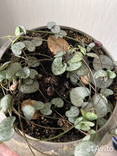 Церопегия вуда