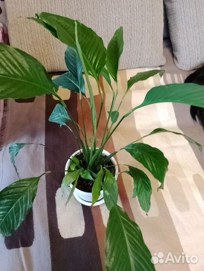 Спатифиллум