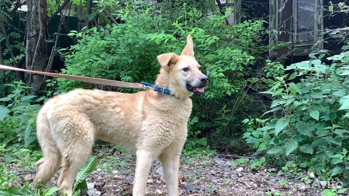 Отдам в добрые руки