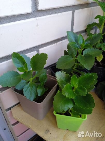 Каланхоэ цветущий