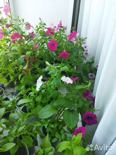 Петуния сортовая