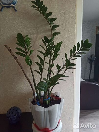 Замиокулькас