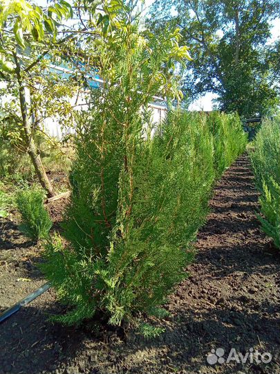 Можжевельник, туя