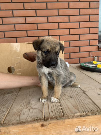 Щенок овчарки