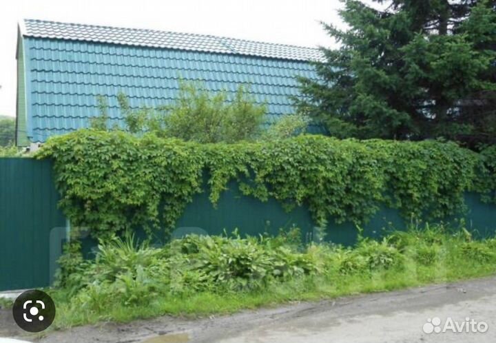 Саженцы девичий виноград