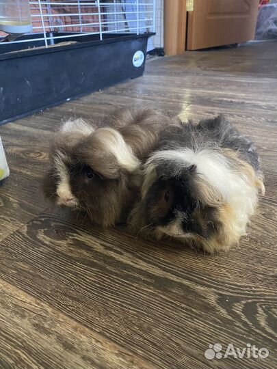 Морская свинка альпака девочка